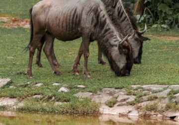 Tanzania Safari Tour