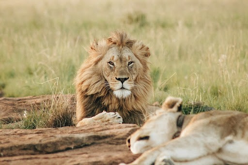 Tanzania safari operator