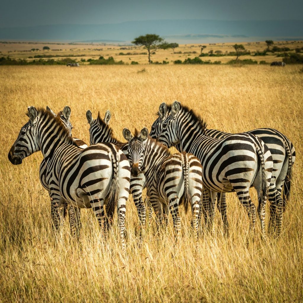 What is the best time to visit Tanzania